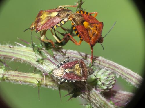 Carpocoris purpureipennis